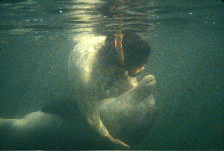 dolphin dance